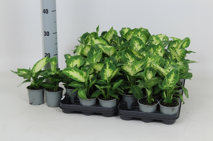 <h4>DIEFF OV GEM</h4>