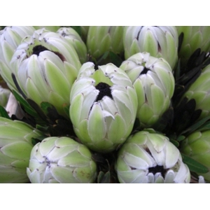 Protea White Rhino