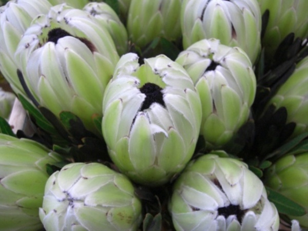 Protea White Rhino