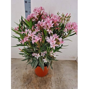 NERIUM OLEANDER OV