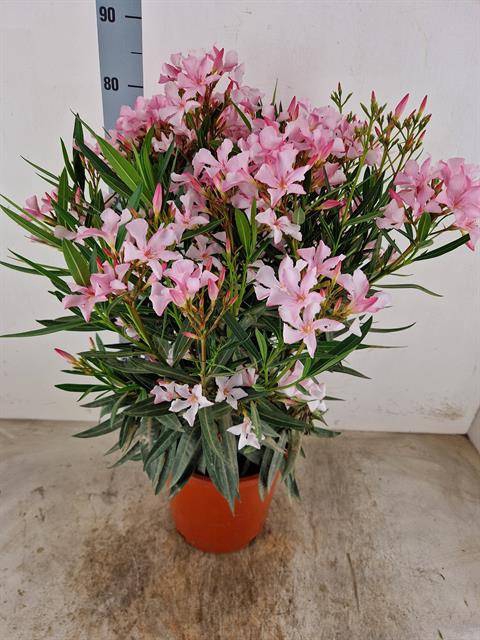 <h4>NERIUM OLEANDER OV</h4>