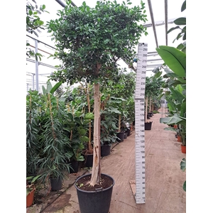 Ficus Nikita