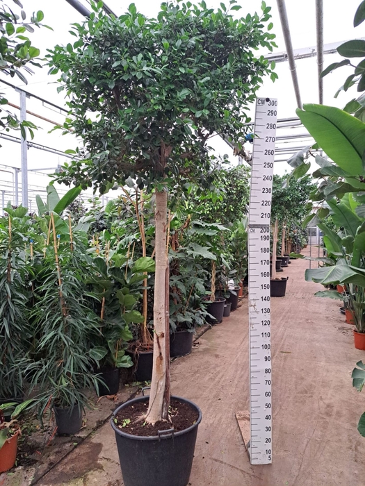 <h4>Ficus Nikita</h4>