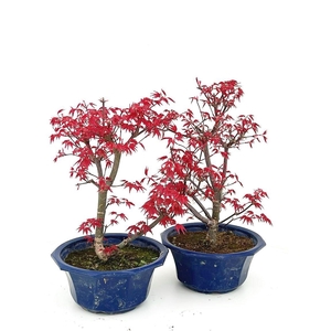 Acer palmatum Deshojo, pot 17cm.
