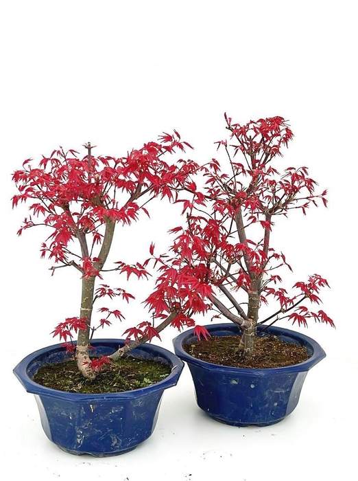 <h4>Acer palmatum Deshojo, pot 17cm.</h4>