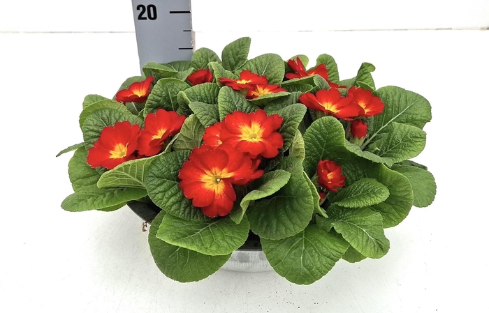 <h4>PRIM AC BONNELI GEM</h4>