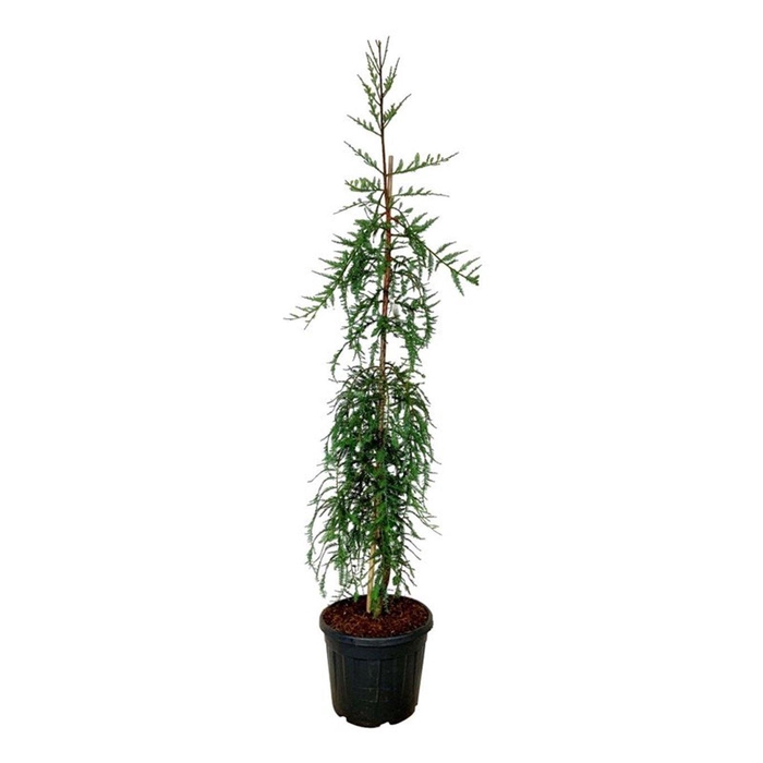 <h4>Sequoia s. 'Mt. Loma Prieta Spike'</h4>