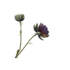 Cynara Purple