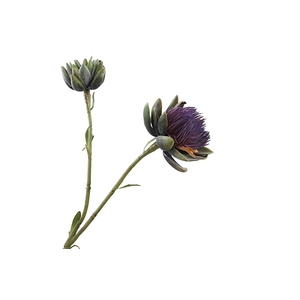 Cynara Purple