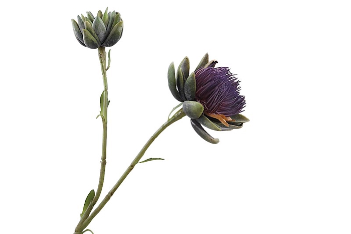 <h4>Cynara Purple</h4>