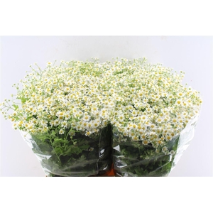 Tanacetum Single Vegmo