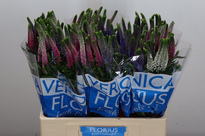 <h4>Veron Smart Col Gem</h4>