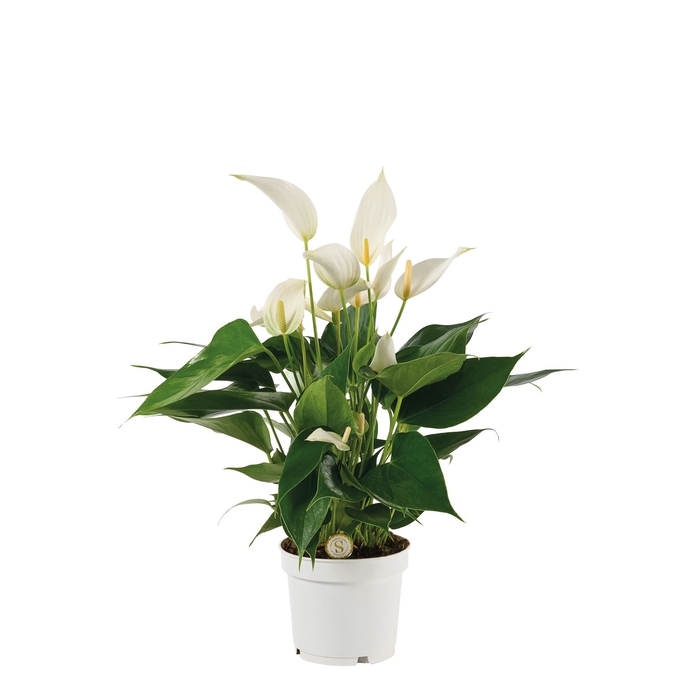 <h4>Anthurium  'Banderola Cava'</h4>