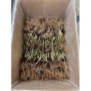 KENTIA (Howea forsteriana) Zaailing