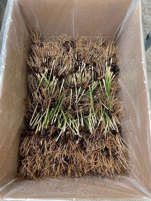 <h4>KENTIA (Howea forsteriana) Zaailing</h4>