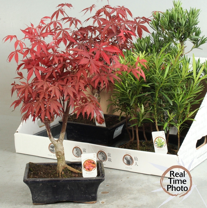 <h4>BONSAI GEM</h4>