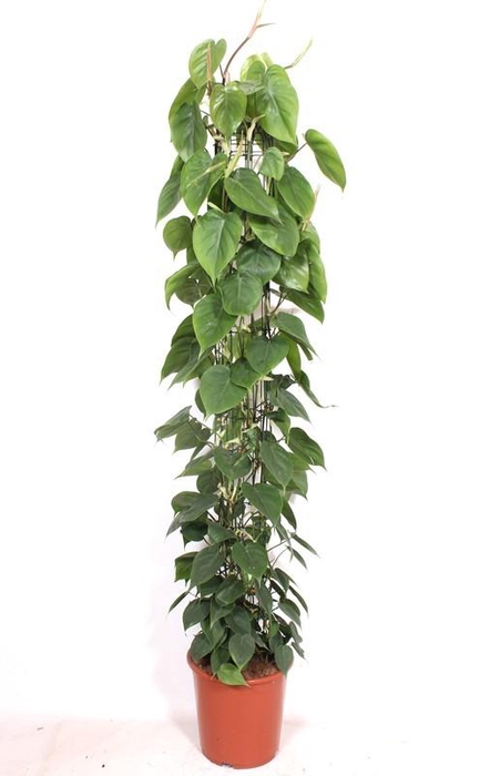 <h4>Philodendron scandens</h4>