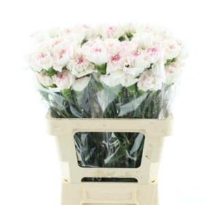 DI ST YUKARI  CHERRY