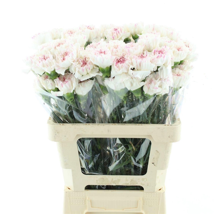 <h4>DI ST YUKARI  CHERRY</h4>