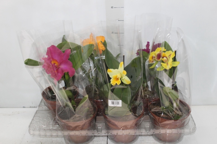 <h4>ORQUIDEA CATTLEYA P15</h4>
