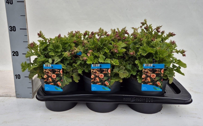 <h4>Geum rivale</h4>