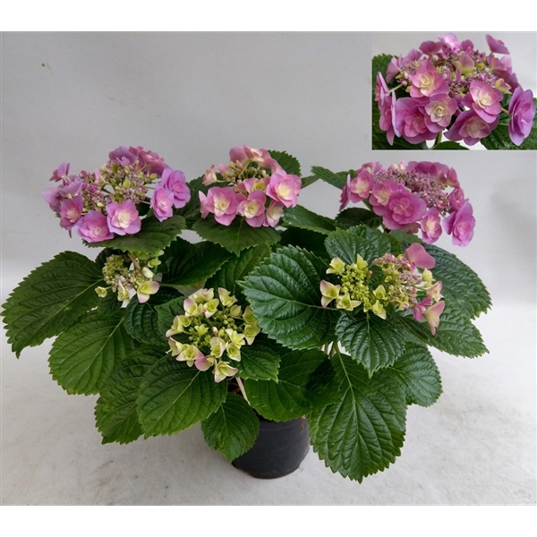 <h4>Hydrangea Hovaria SuperStars Violet</h4>