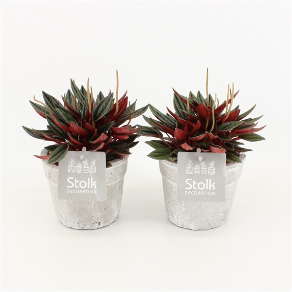 <h4>Peperomia Rosso 10,5 in stone look pot</h4>