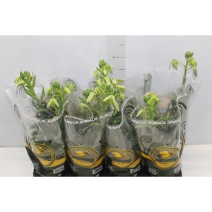 ALBUCA SPIRALIS P14 COM FLOR