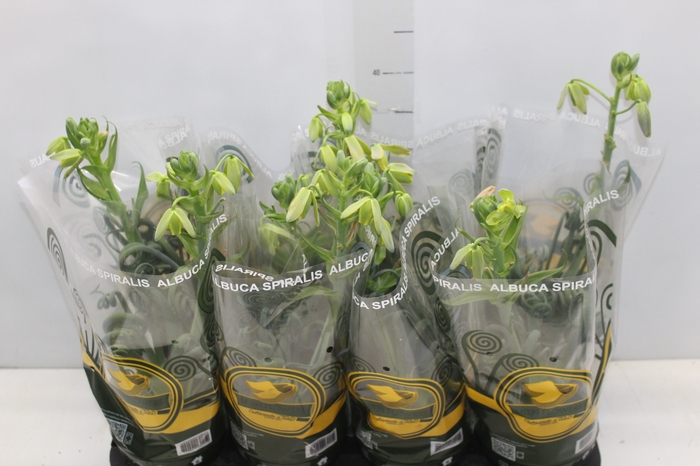 <h4>ALBUCA SPIRALIS P14 COM FLOR</h4>