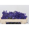 Agapanthus EYFORI Blue