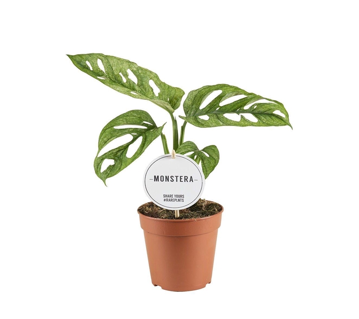 <h4>Monstera Adansonii Mint</h4>