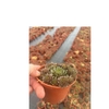 SEMPERVIVUM-HYBRID P12 Z. ETIKET