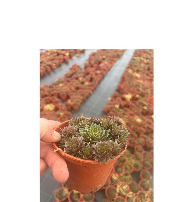 SEMPERVIVUM-HYBRID P12 Z. ETIKET