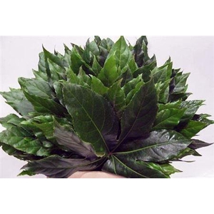 Fatsia Japonica Blad