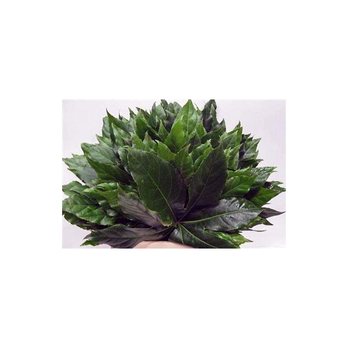 <h4>Fatsia Japonica Blad</h4>