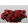 Kaaps Groen Red Brunia