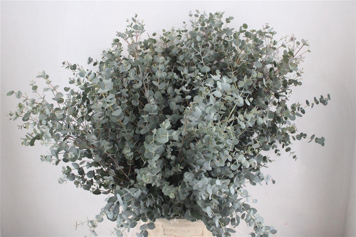 <h4>Euca Gunny 300gr Ex P Bunch</h4>