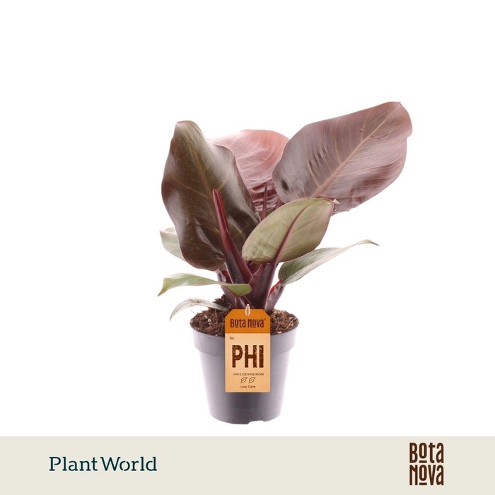 <h4>Philodendron Cherry Red</h4>