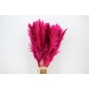 DF Pampas 130cm Cerise