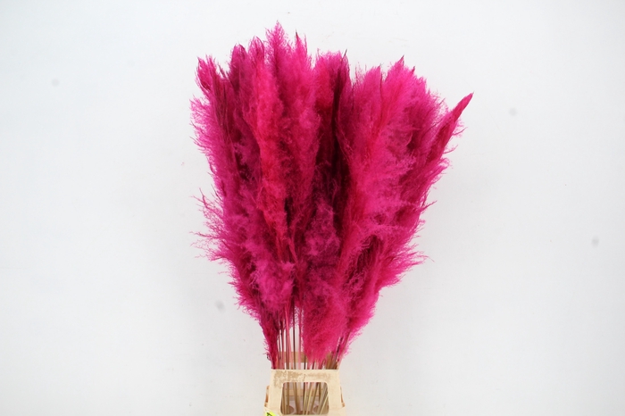 DF Pampas 130cm Cerise