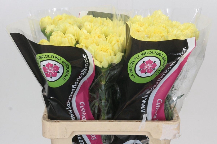 <h4>Dianthus St Zelda</h4>