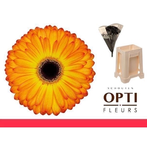 Gerbera Catwalk