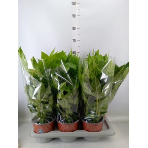 Fatsia japonica   ...