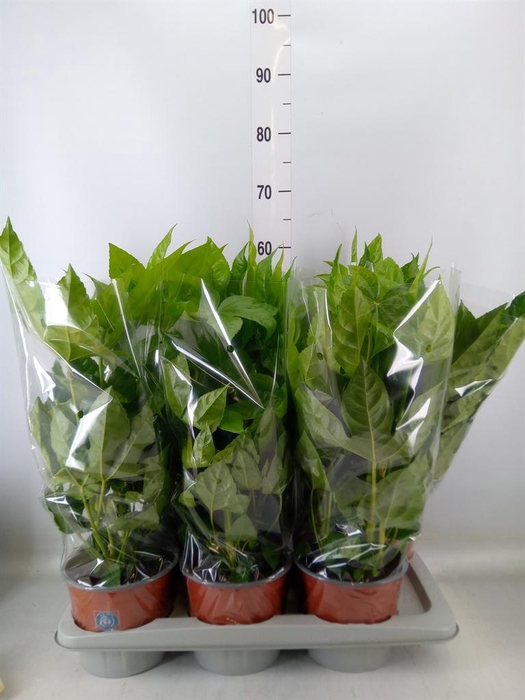 <h4>Fatsia japonica   ...</h4>