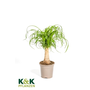 Beaucarnea recurvata Stamm T12