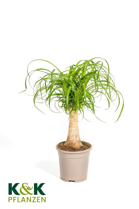 <h4>Beaucarnea recurvata Stamm T17</h4>