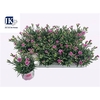 Dianthus Pink Kisses