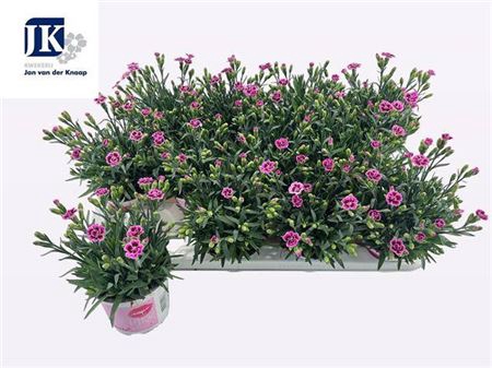 Dianthus Pink Kisses