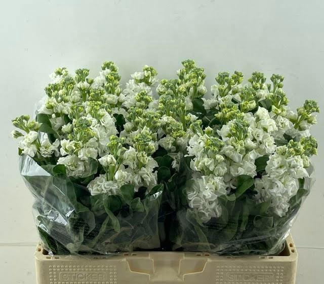 <h4>MATTH IRON WHITE</h4>