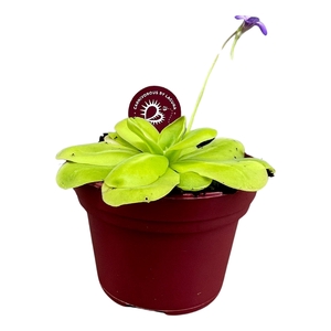 VLEESETENDE PLANTEN